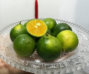 四季椰林调味柑橘